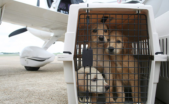 азимут перевозка животных в самолете